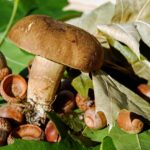 Fegato e funghi porcini: analisi dei benefici e rischi per la salute.