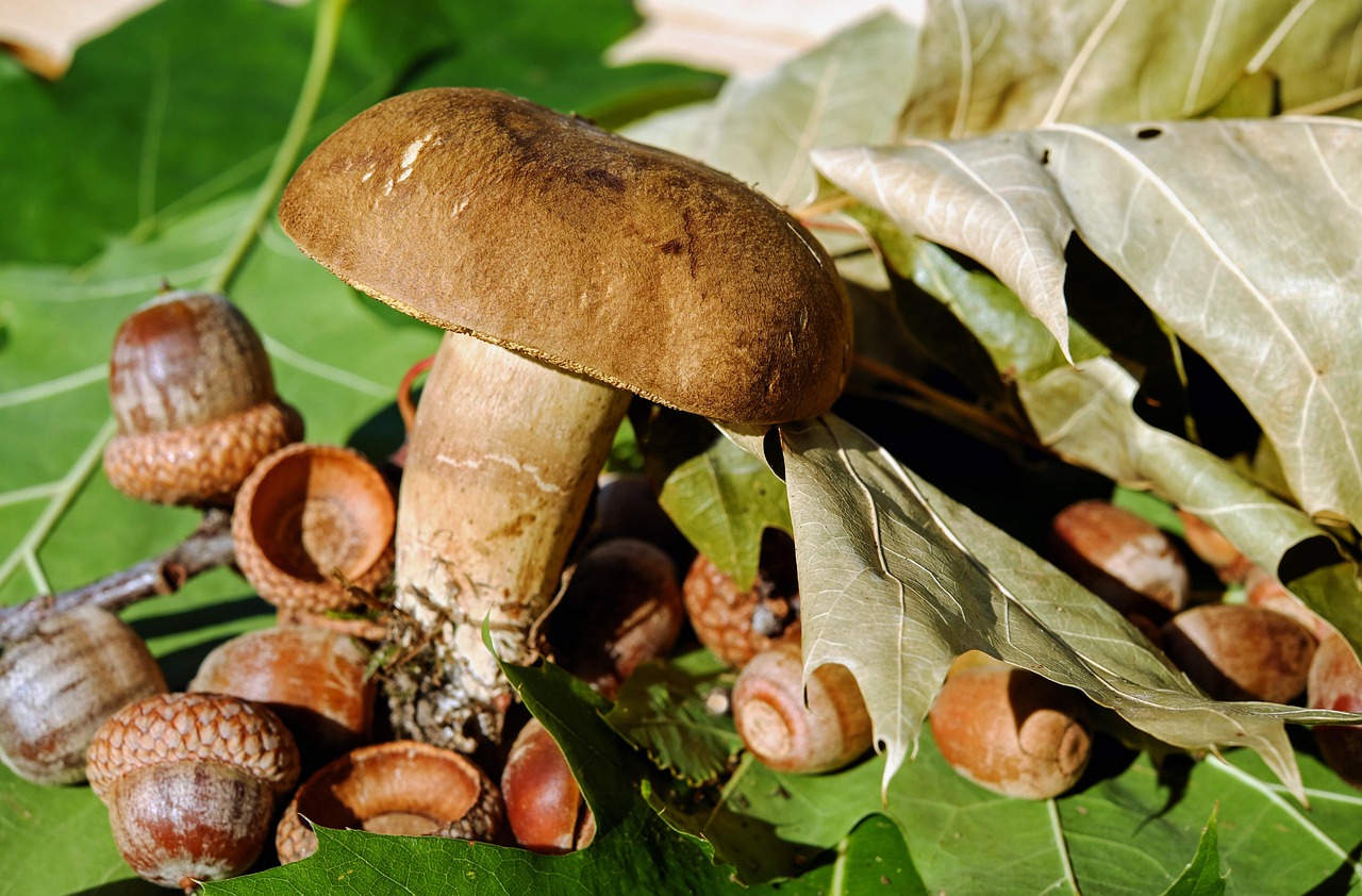 Fegato e funghi porcini: analisi dei benefici e rischi per la salute.
