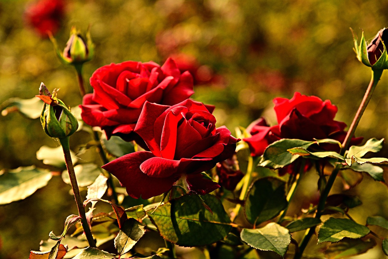 Rosa appassita in giardino, simbolo di piante che non fioriscono più.